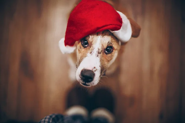 Ładny pies w santa hat — Zdjęcie stockowe