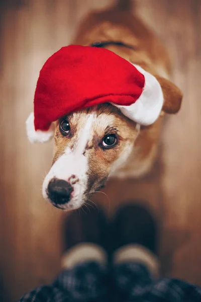 Ładny pies w santa hat — Zdjęcie stockowe