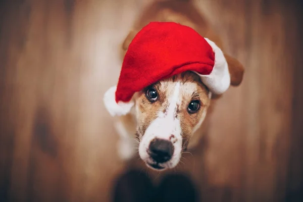 Cute dog in Santa hat — Stock Image Cute dog in Santa hat Stock Photo