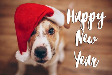 sevimli köpek Noel Baba şapkası