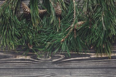 köknar ahşap dallarda