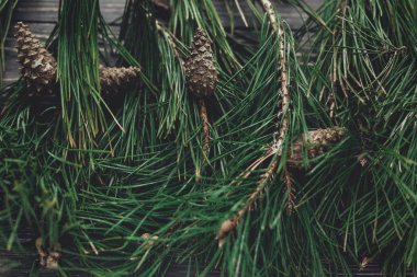 köknar ahşap dallarda