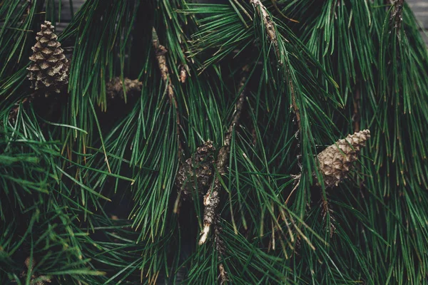 Kerstboom fir takken — Stockfoto