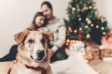 kamera ve mutlu çift arka plan üzerinde kucaklayan bakarak şirin komik köpek
