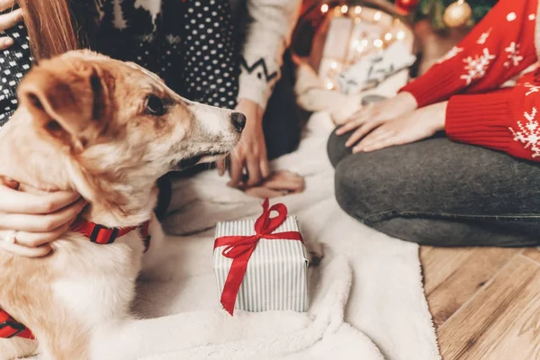 Hediyelik Noel Ağacı Işıkları Şık Hipster Aile Içinde Köpek Yavrusu — Stok fotoğraf