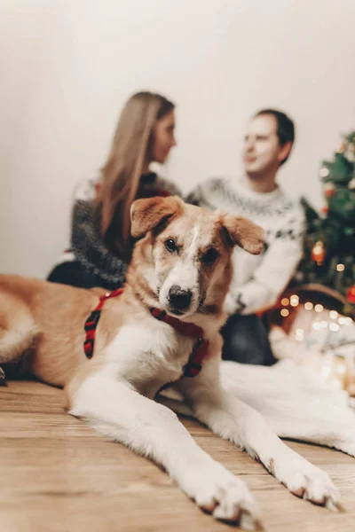 Netter Lustiger Hund Schaut Die Kamera Und Glückliches Paar Umarmt — Stockfoto
