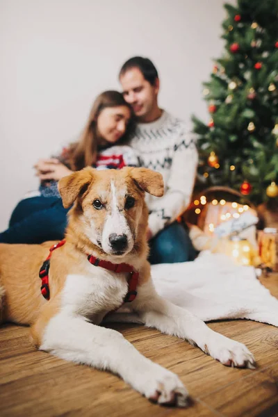 カメラと背景に抱きしめる幸せなカップルを見てかわいい犬 — ストック写真