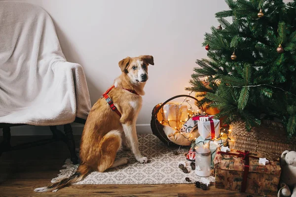 Χαριτωμένα Καφέ Σκυλί Κάθεται Στην Αίθουσα Στο Χριστουγεννιάτικο Δέντρο Φώτα — Φωτογραφία Αρχείου