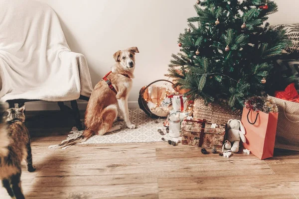 Carino Cane Marrone Seduto Camera All Albero Natale Con Luci — Foto Stock