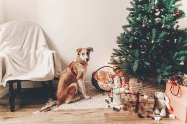 Noel ağacı ışıkları ve sandalye odasında oturma sevimli kahverengi köpek.