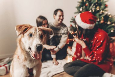 şirin komik köpek önünde dilini ve şık ailede mutlu Festival kazak Noel ağacına arka plan, eğlenceli sahip arıyor