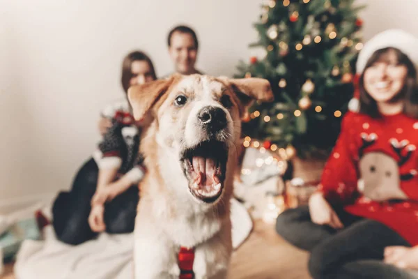 Милая Смешная Собака Смотрит Спереди Языком Счастливая Стильная Семья Праздничных — стоковое фото