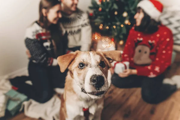 スタイリッシュなセーターとライトとクリスマス ツリーに座ってお歳暮かわいい犬の幸せな友人 — ストック写真