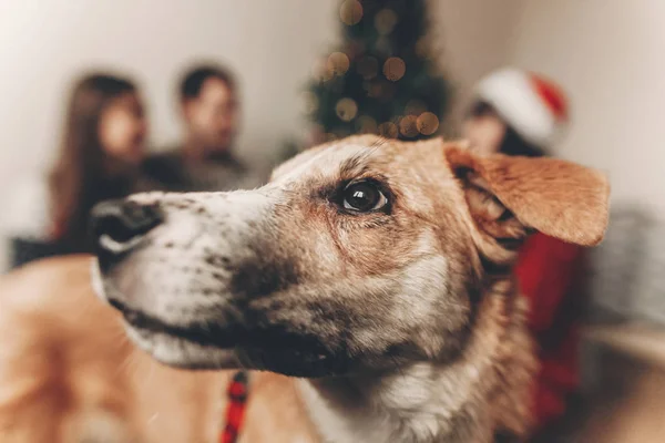 Nahaufnahme Von Niedlichen Lustigen Hund Und Freunde Sitzen Bär Weihnachtsbaum — Stockfoto