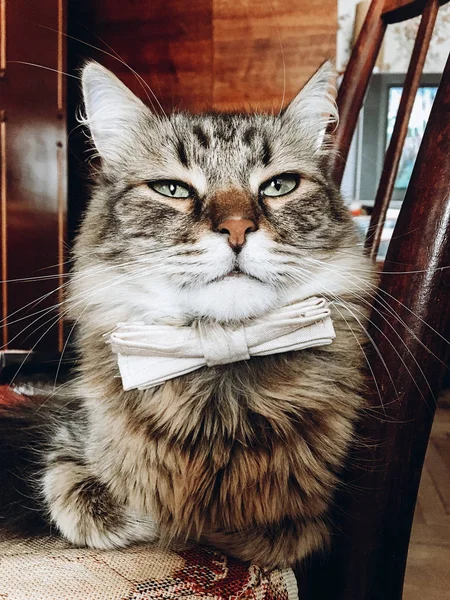 蝶ネクタイの美しい猫 ほとんどの紳士の蝶ネクタイと木製の椅子に座って面白い猫 — ストック写真