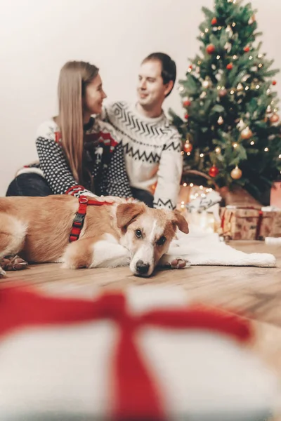 Glückliches Paar Stylischen Pullovern Und Niedlichem Hund Weihnachtsbaum Mit Lichtern — Stockfoto