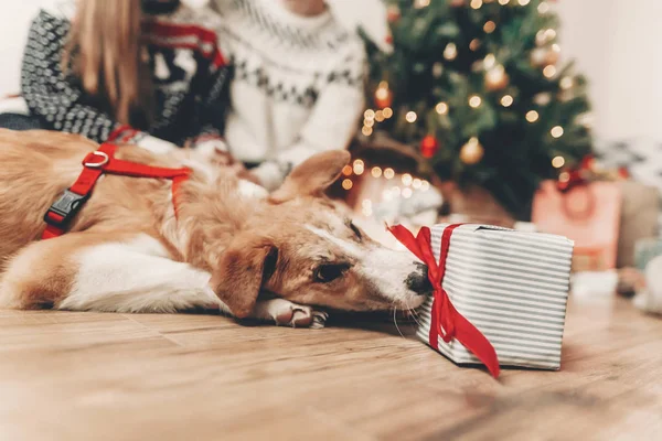Niedliche Lustige Hund Und Stilvolles Geschenk Auf Hintergrund Der Glücklichen — Stockfoto