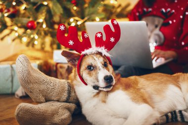 sevimli köpek sahibi bacaklarda yün oturan Ren geyiği şapkalı güzel chrism'ın ağacının ışıkları ile çorap ve sunar.
