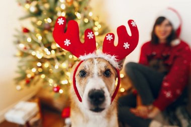 Ren geyiği şapkalı güzel Noel ağacı ışıkları ve hediyeler ile oturma sevimli komik köpek.