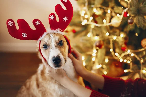 Schattige Grappige Puppy Hoed Van Rendieren Achter Mooie Kerstboom Met — Stockfoto
