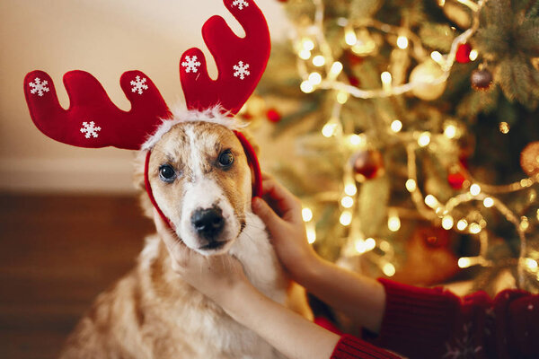 cute funny puppy in reindeer hat sitting at beautiful Christmas tree with lights and presents.