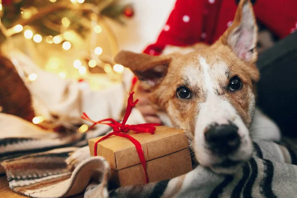 Schattige Puppy Zit Doos Van Gift Van Ambachtelijke Tapijt Mooie — Stockfoto