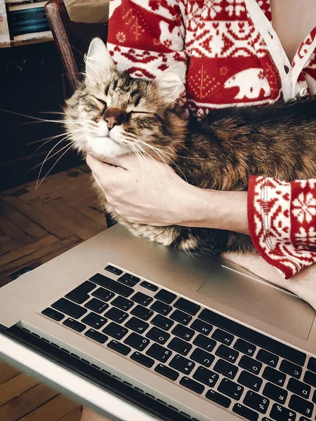 귀여운 고양이 노트북 자르기 — 스톡 사진