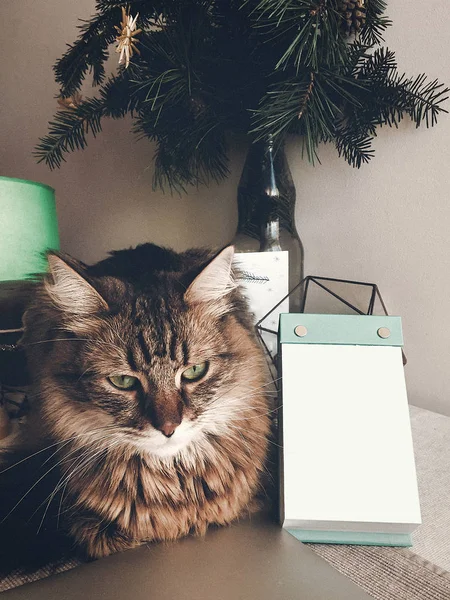 노트와 전나무 가지에 테이블에 귀여운 고양이 — 스톡 사진