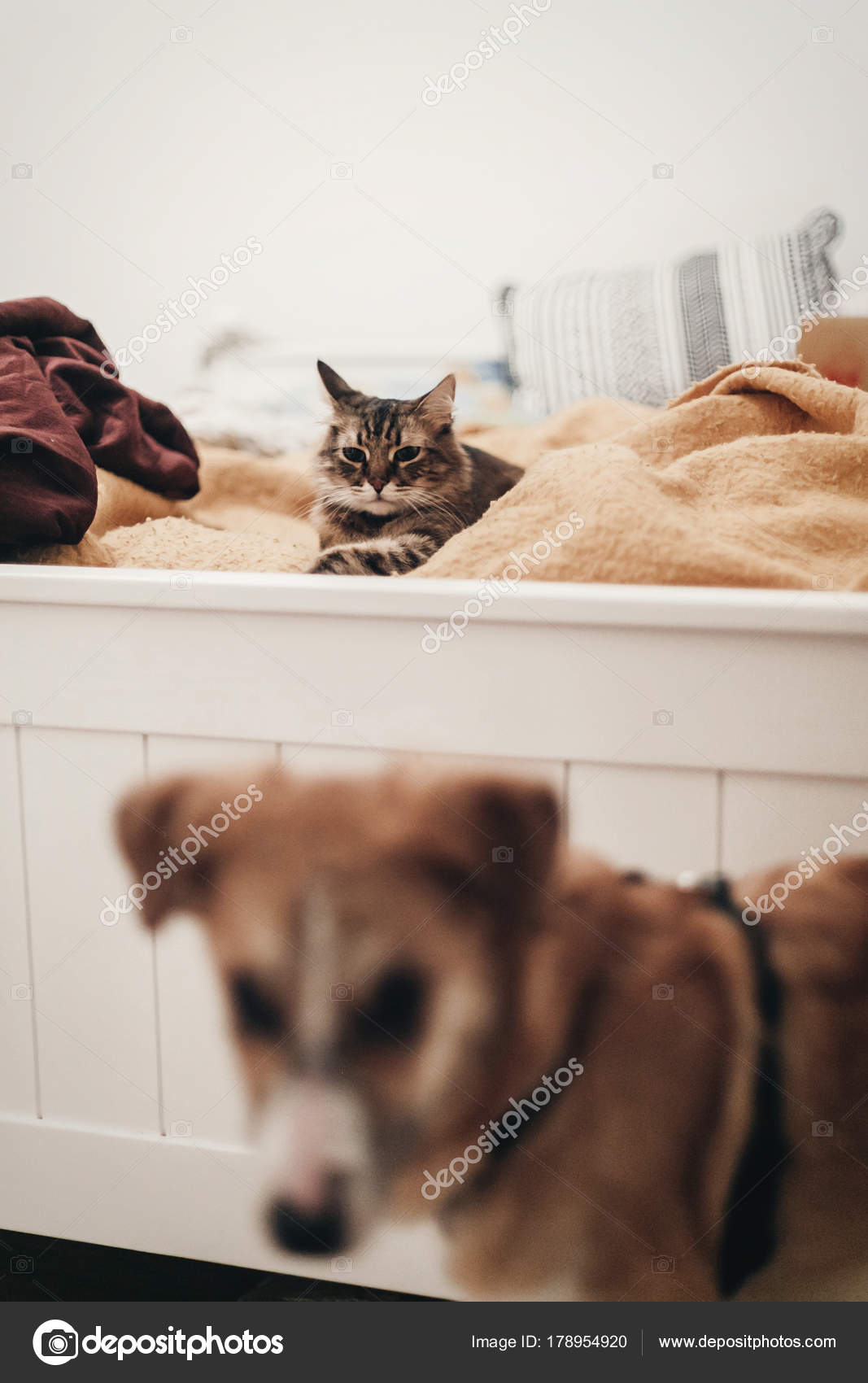 かわいい猫犬 スペースとスタイリッシュな部屋に黄色のベッドで休む ストック写真 C Sonyachny 178954920