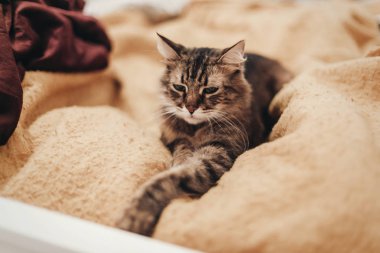 şirin kedi sarı şık Oda, metin için yer yatağında dinleniyor. 