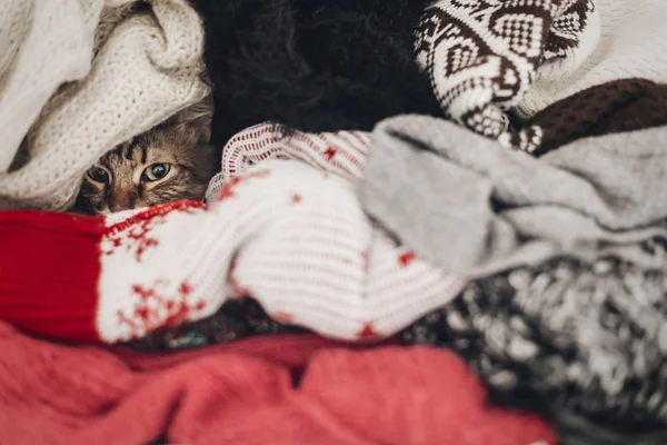 cute cat hiding in stylish sweaters, space for text. kitty