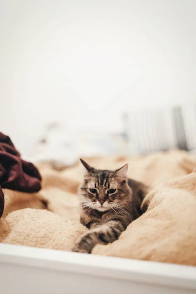 Chat mignon reposant sur un lit jaune dans une chambre élégante, espace pour le texte . — Photo