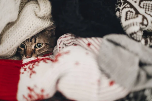 cute funny tabby cat hiding in sweaters, space for text. kitty