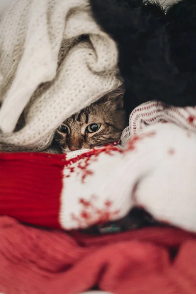 cute cat hiding in stylish sweaters, space for text. kitty