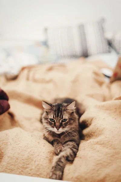 Carino gatto appoggiato sul letto giallo in camera elegante, spazio per il testo . — Foto Stock