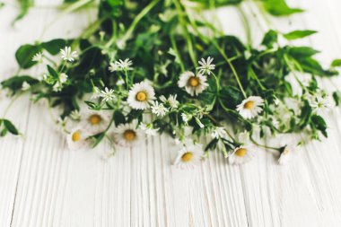 güzel papatya çiçekleri Yeşil Beyaz ahşap zemin üzerinde kopya alanı ile Üstten Görünüm 