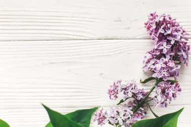 mutlu anneler günü. rustik Beyaz ahşap zemin üzerinde güzel Eflatun çiçekler görünümü top. metin için yer. tebrik kartı. Dünya günü. mutlu kadın gün. Eko. Merhaba bahar düz yatıyordu görüntü