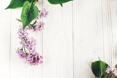 rustik Beyaz ahşap zemin üzerinde güzel Eflatun çiçekler görünümü top. metin için yer. tebrik kartı. Dünya günü. mutlu anneler günü kadın. Eko. Merhaba bahar düz yatıyordu görüntü