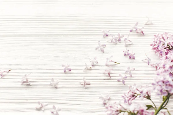 Весняна Плоска Лежала Ніжними Бузковими Квітами Пелюстками Світлі Білому Дерев — стокове фото