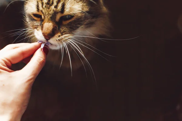 Hand Holding Lilac Flowers Cat Smelling Black Background Happy Earth — Stock Photo, Image