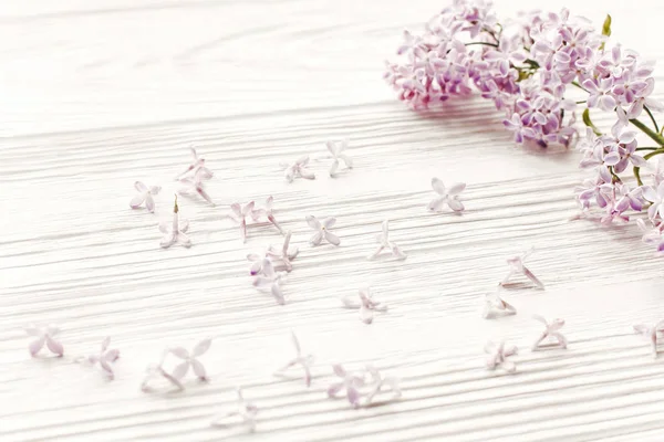 Hallo Frühlingsbild Schöne Zarte Fliederfarbene Blüten Und Blütenblätter Licht Auf — Stockfoto