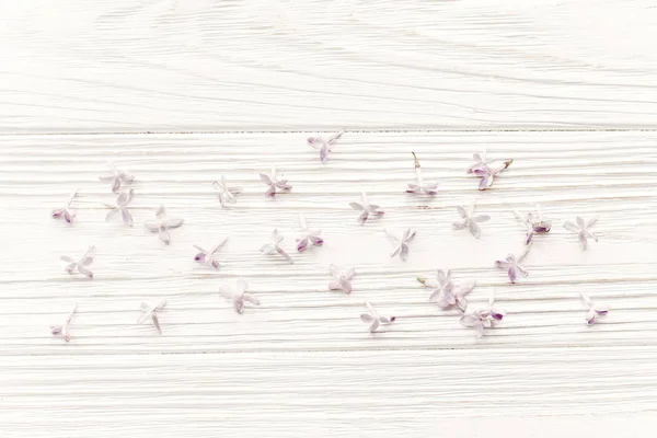 Привіт Весняне Зображення Красиві Ніжні Бузкові Квіти Пелюстки Світлі Білому — стокове фото