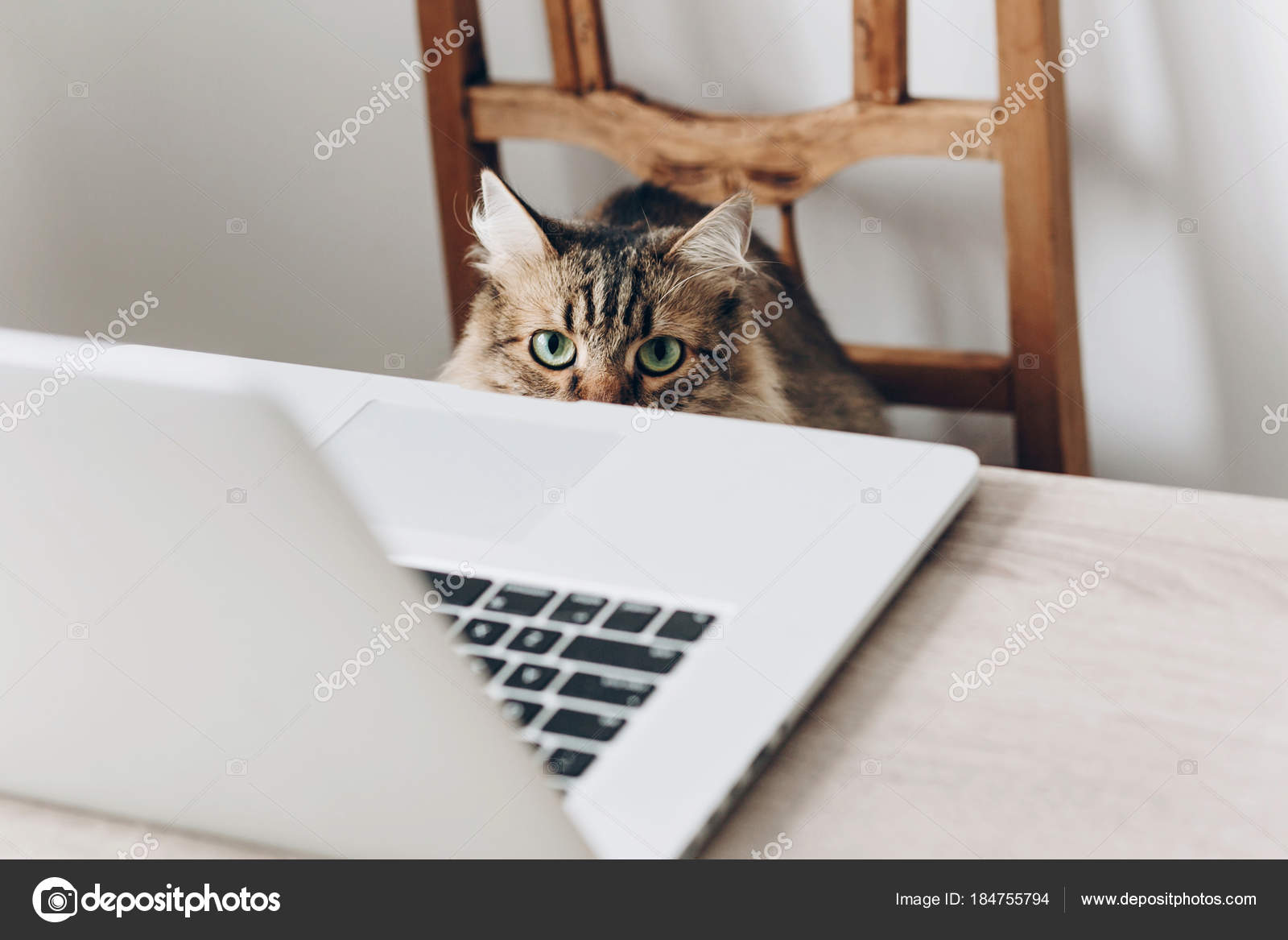 ノート パソコンと椅子に座ってかわいいメインあらいくま猫のクローズ アップ ストック写真 C Sonyachny