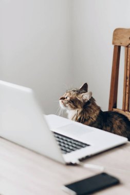 ahşap sandalye ve dizüstü bilgisayar ile smartphone şık ofis masasında oturan şirin Maine Coon kedi