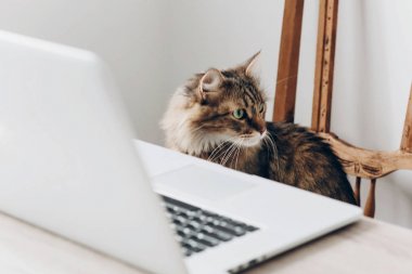 ahşap sandalye ve şık ofis ahşap masa üstünde laptop üzerinde oturan şirin Maine Coon kedi