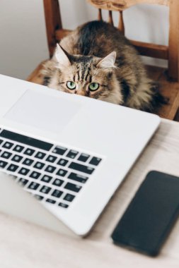 dizüstü bilgisayar ve masa ve sandalye üzerinde oturan şirin Maine Coon kedi smartphone kapatın. kavramı, ev ve serbest çalışma