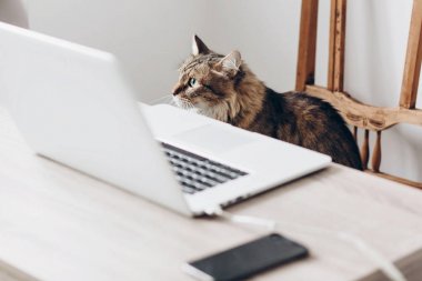 ahşap sandalye ve dizüstü bilgisayar ile smartphone şık ofis masasında oturan şirin Maine Coon kedi