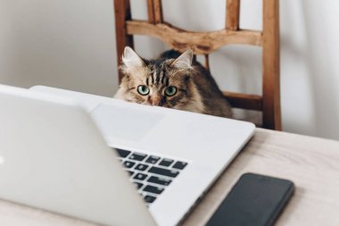 dizüstü bilgisayar ve masa ve sandalye üzerinde oturan şirin Maine Coon kedi smartphone kapatın. kavramı, ev ve serbest çalışma