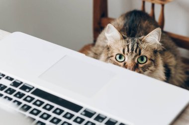 dizüstü bilgisayar ve şirin Maine Coon kedi sandalyede oturan yakın çekim