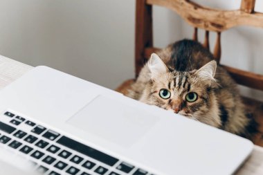 dizüstü bilgisayar ve şirin Maine Coon kedi sandalyede oturan yakın çekim